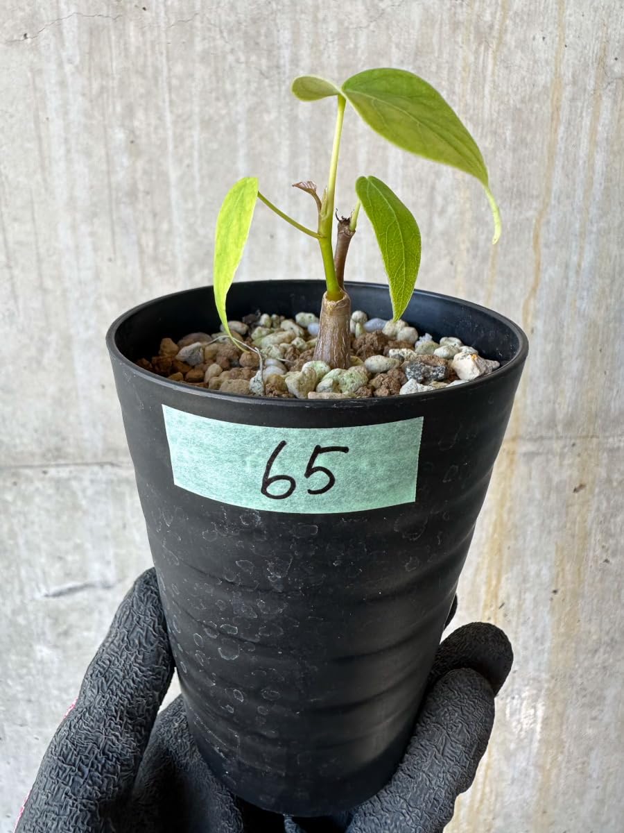 プセウド　ボンバックス　良型 プセウドボンバックス エリプティクム | GREEN LUCK